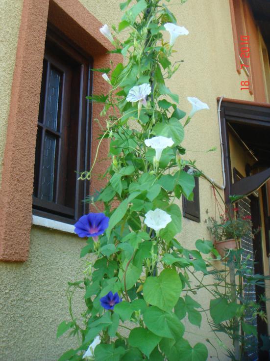 Name:  DSC02453.jpg
Views: 611
Size:  73.3 KB