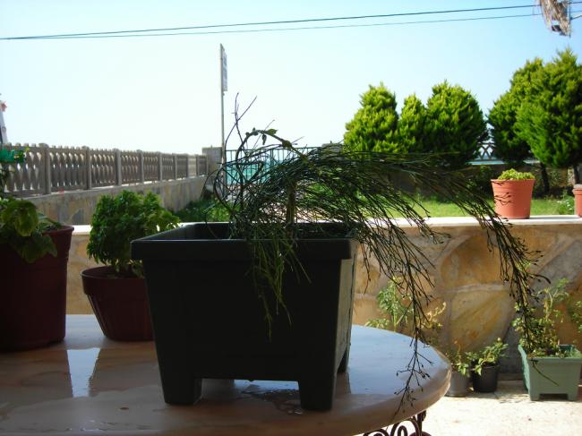 Name:  DSCN2612.jpg
Views: 699
Size:  48.4 KB