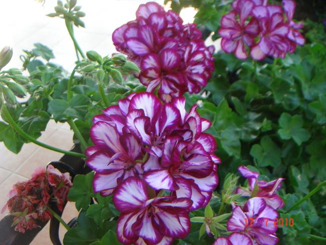 Name:  DSC02240.jpg
Views: 651
Size:  56.8 KB