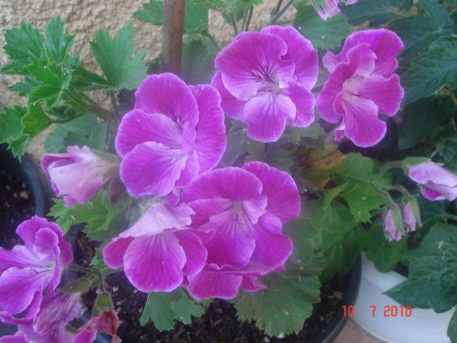 Name:  DSC01793.jpg
Views: 632
Size:  48.6 KB