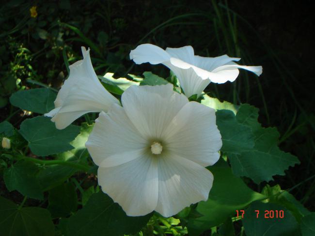 Name:  DSC02298.jpg
Views: 604
Size:  32.4 KB