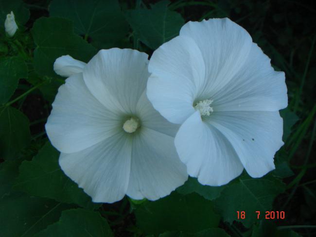Name:  DSC02421.jpg
Views: 607
Size:  25.3 KB