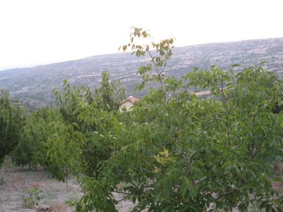 Name:  yukar bahe.JPG
Views: 1873
Size:  47.3 KB