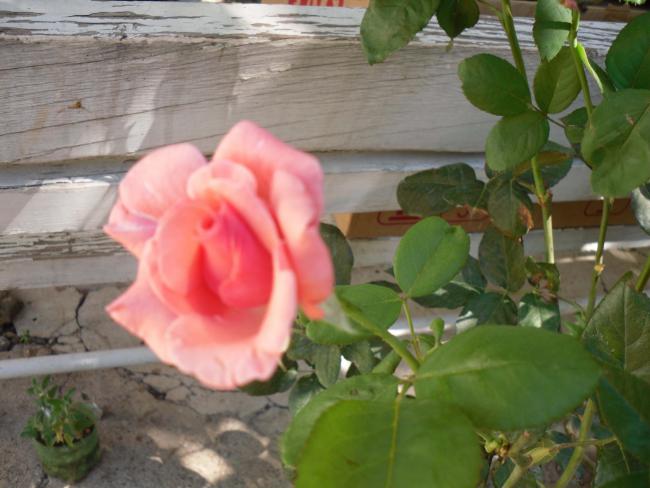 Name:  SDC10993 copy.jpg
Views: 698
Size:  42.3 KB