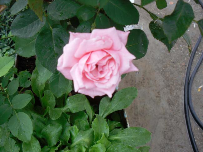 Name:  SDC11002 copy.jpg
Views: 709
Size:  44.8 KB
