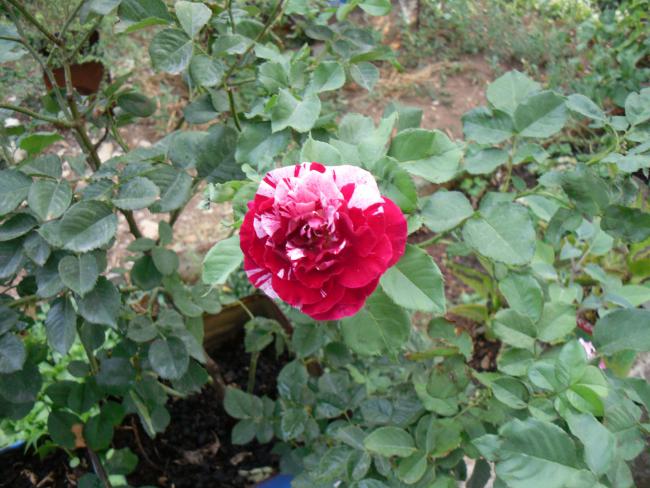 Name:  SDC11003 copy.jpg
Views: 711
Size:  59.9 KB