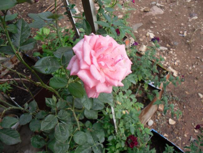 Name:  SDC11004 copy.jpg
Views: 784
Size:  57.3 KB