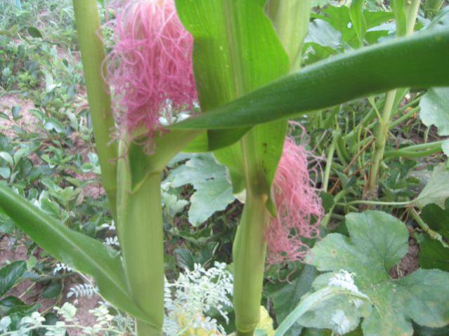 Name:  IMG_3003.jpg
Views: 892
Size:  52.4 KB