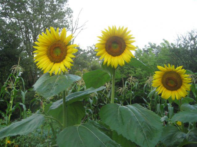 Name:  IMG_3149.jpg
Views: 855
Size:  54.2 KB