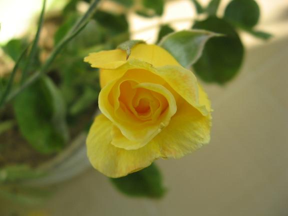 Name:  sar gl.JPG
Views: 3309
Size:  25.9 KB