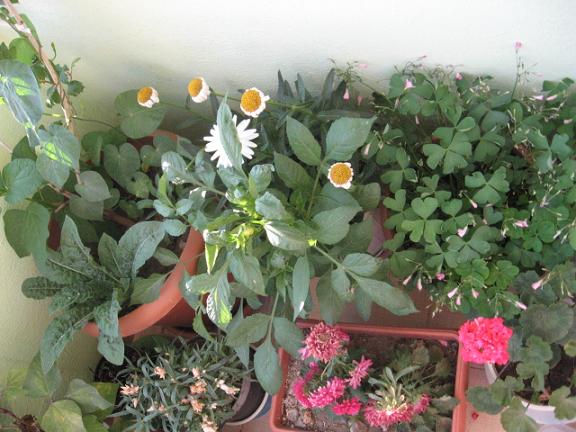 Name:  balkon.JPG
Views: 2627
Size:  58.0 KB
