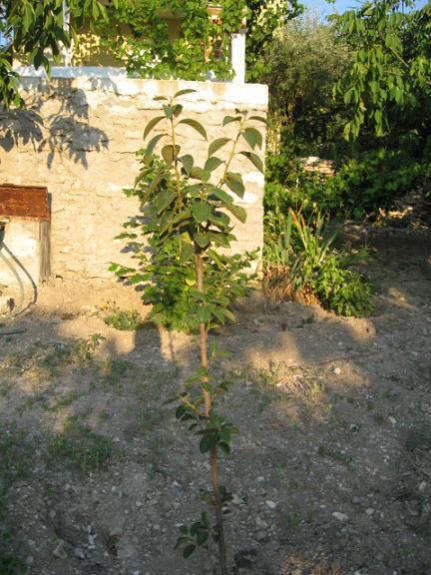 Name:  trabzon hurmas.jpg
Views: 2493
Size:  55.7 KB