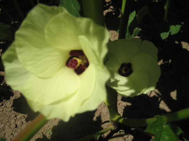 Name:  IMG_3060.JPG
Views: 875
Size:  43.8 KB
