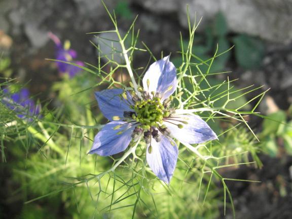 Name:  rekotu.JPG
Views: 2376
Size:  50.6 KB