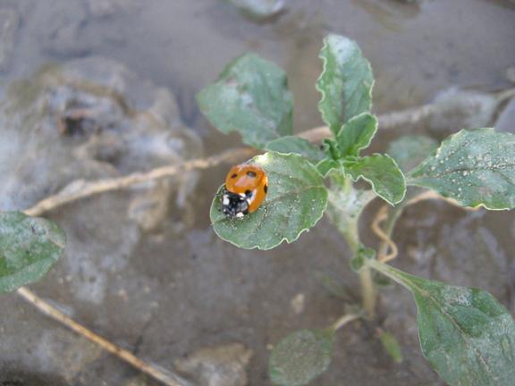 Name:  uur b.JPG
Views: 2274
Size:  34.8 KB