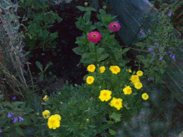 Name:  LGIM0093.jpg
Views: 664
Size:  51.0 KB