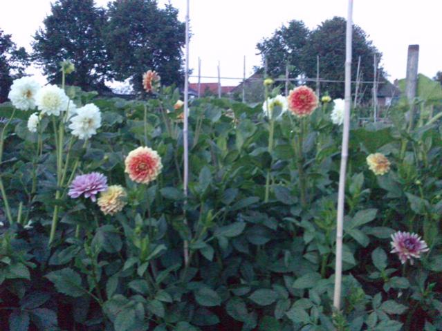 Name:  LGIM0089.jpg
Views: 686
Size:  54.1 KB