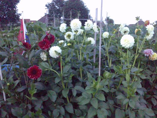 Name:  LGIM0088.jpg
Views: 693
Size:  55.3 KB