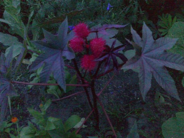 Name:  LGIM0085.jpg
Views: 695
Size:  44.7 KB