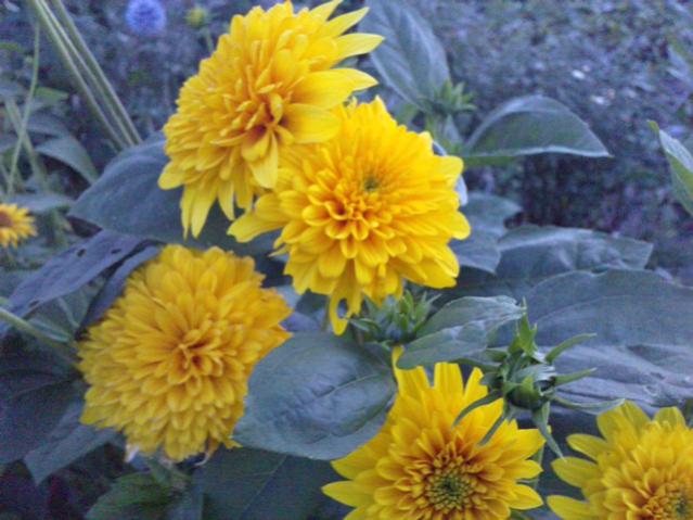 Name:  LGIM0083.jpg
Views: 698
Size:  47.9 KB