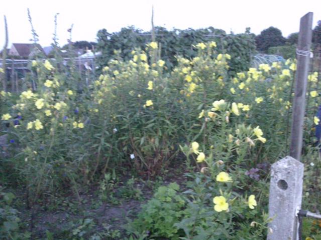 Name:  LGIM0076.jpg
Views: 693
Size:  53.9 KB