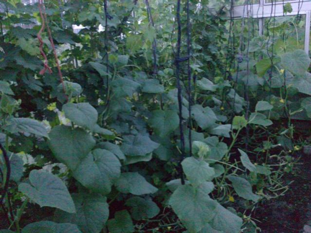 Name:  LGIM0073.jpg
Views: 683
Size:  54.9 KB