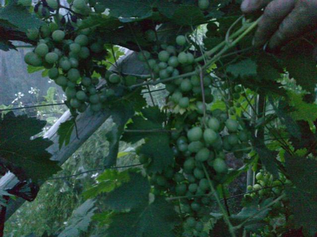 Name:  LGIM0070.jpg
Views: 690
Size:  48.7 KB