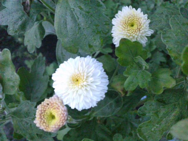 Name:  LGIM0066.jpg
Views: 722
Size:  44.9 KB
