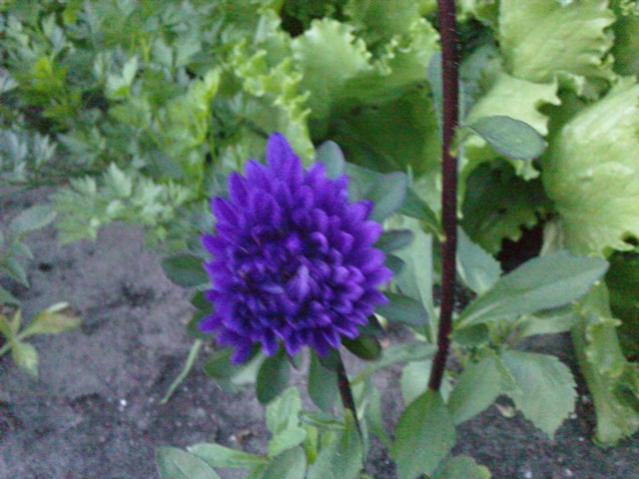 Name:  LGIM0065.jpg
Views: 659
Size:  44.8 KB