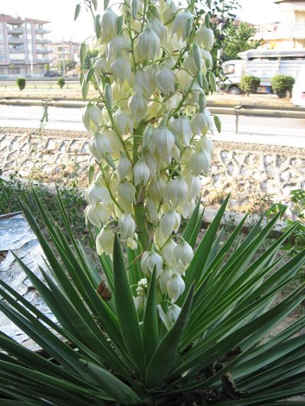 Name:  beyaz  2.JPG
Views: 2713
Size:  68.8 KB
