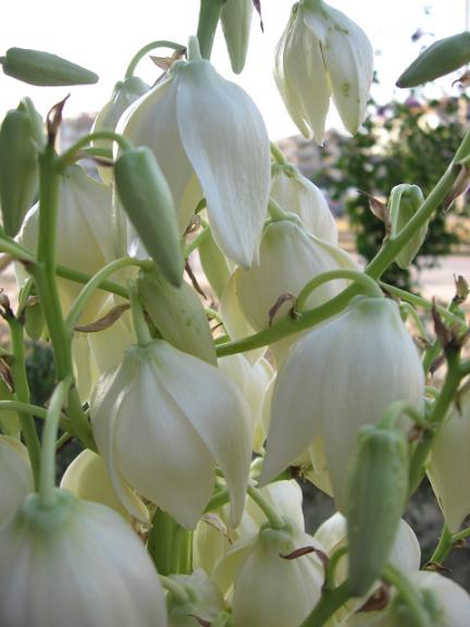 Name:  beyaz  1.JPG
Views: 2677
Size:  41.4 KB