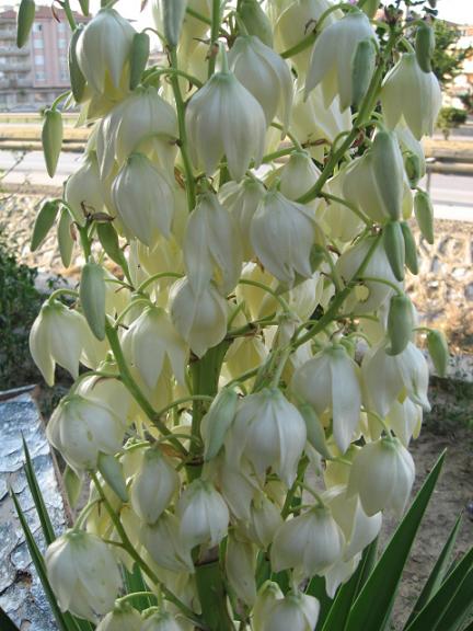 Name:  beyaz .JPG
Views: 2748
Size:  56.4 KB
