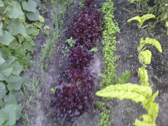 Name:  LGIM0028.jpg
Views: 582
Size:  58.5 KB