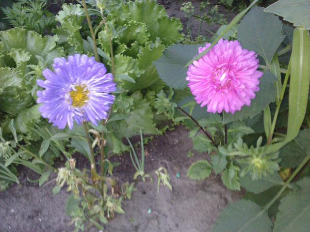 Name:  LGIM0029.jpg
Views: 565
Size:  52.1 KB