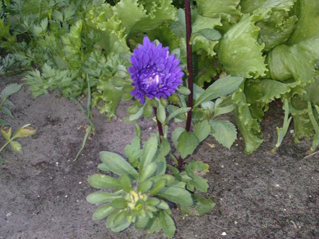 Name:  LGIM0030.jpg
Views: 555
Size:  59.9 KB
