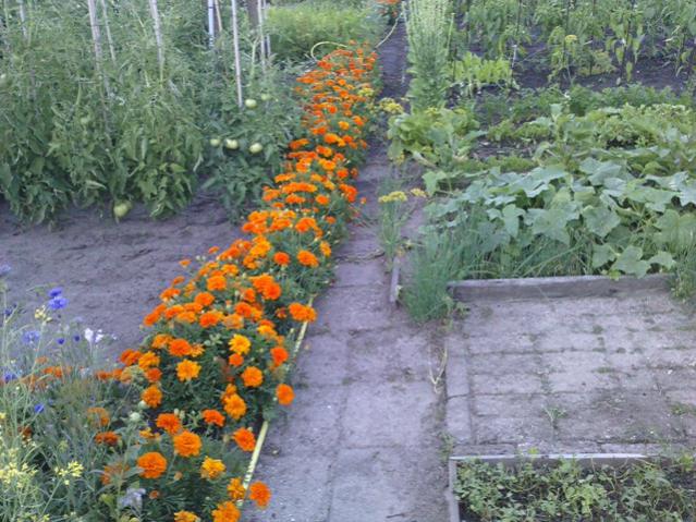 Name:  LGIM0033.jpg
Views: 547
Size:  69.4 KB