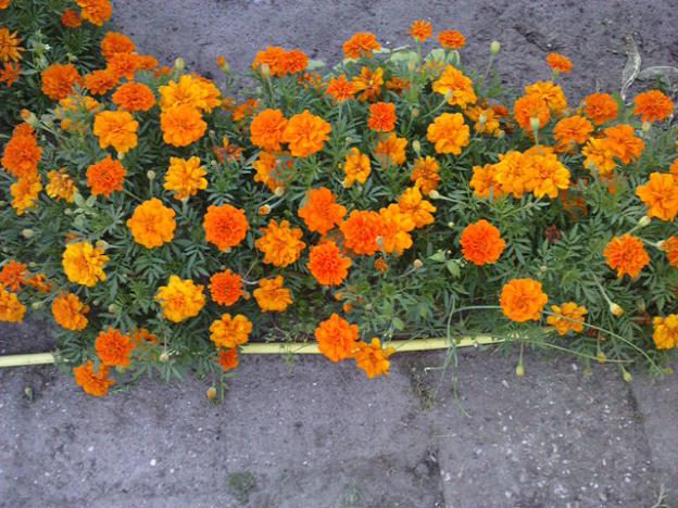 Name:  LGIM0034.jpg
Views: 554
Size:  71.4 KB