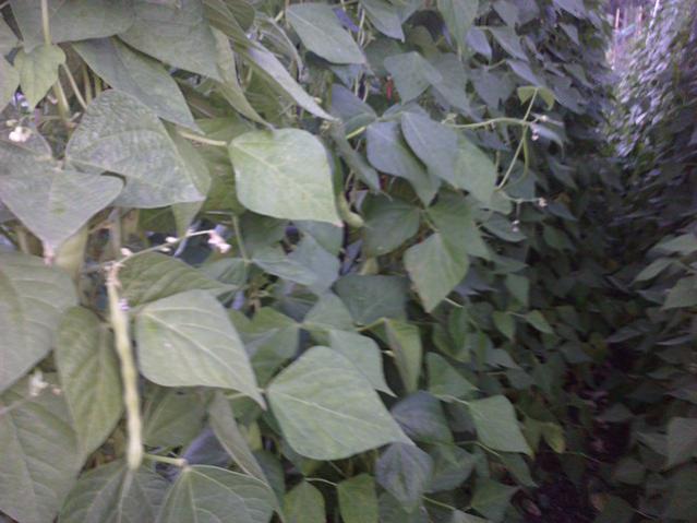 Name:  LGIM0041.jpg
Views: 555
Size:  43.6 KB