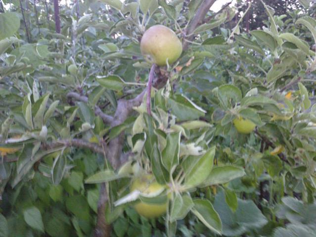 Name:  LGIM0043.jpg
Views: 554
Size:  51.6 KB