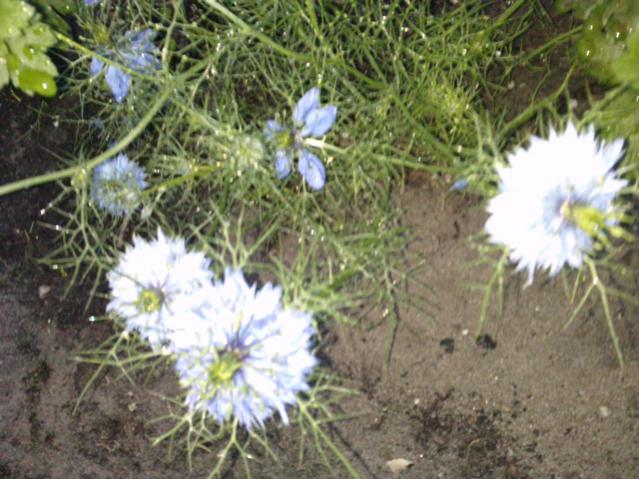 Name:  LGIM0053.jpg
Views: 538
Size:  57.9 KB