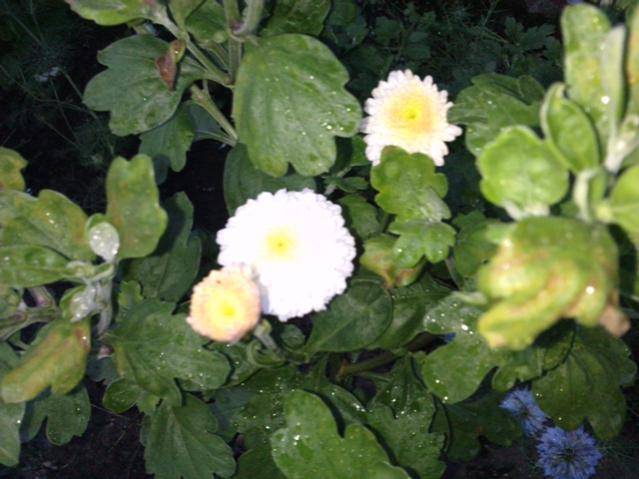 Name:  LGIM0055.jpg
Views: 562
Size:  44.8 KB