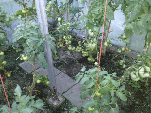 Name:  LGIM0056.jpg
Views: 539
Size:  59.9 KB