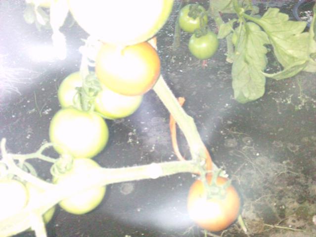 Name:  LGIM0057.jpg
Views: 547
Size:  35.0 KB