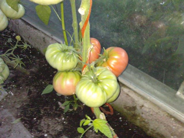 Name:  LGIM0058.jpg
Views: 552
Size:  45.3 KB