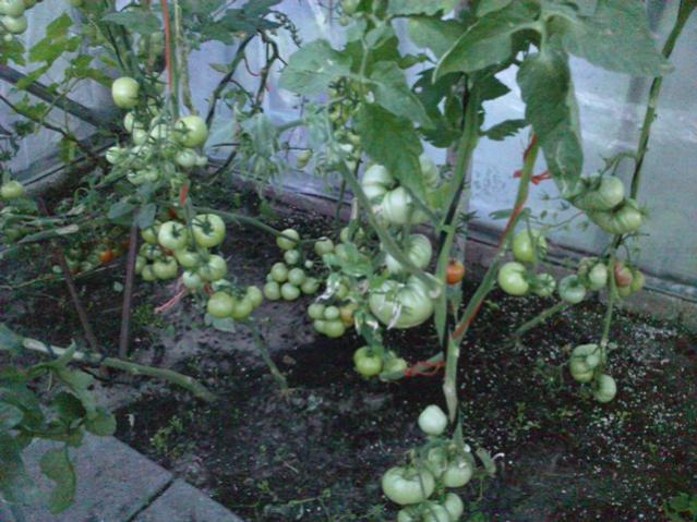 Name:  LGIM0060.jpg
Views: 535
Size:  58.1 KB