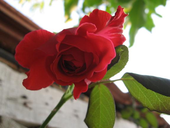 Name:  krmz gl.JPG
Views: 2185
Size:  33.2 KB