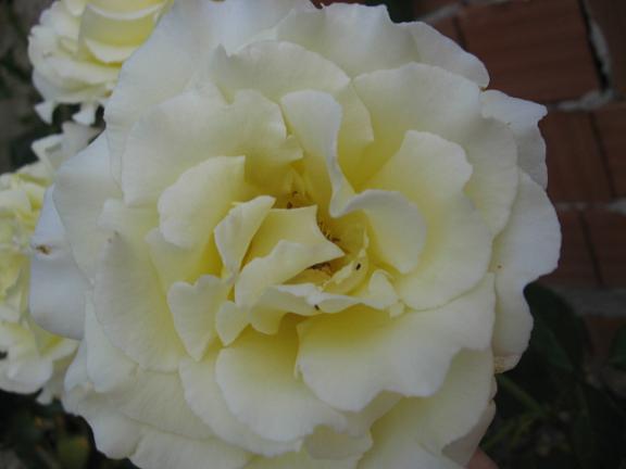Name:  sar gl 1.JPG
Views: 2006
Size:  26.0 KB