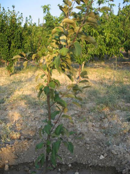Name:  arjantin elmas.jpg
Views: 2529
Size:  57.8 KB