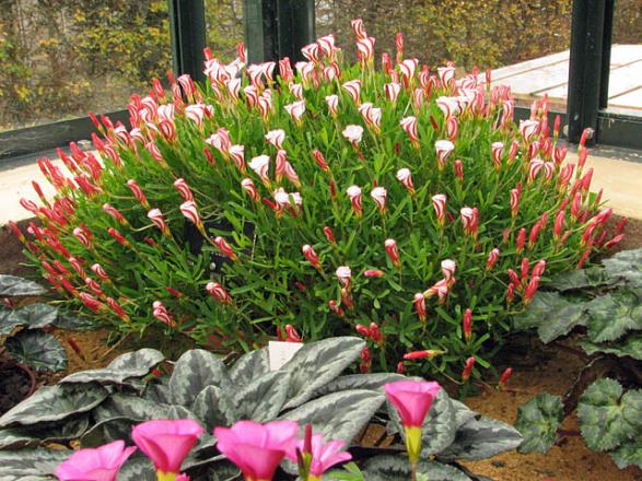 Name:  Oxalis versicolor.jpg
Views: 3740
Size:  73.0 KB
