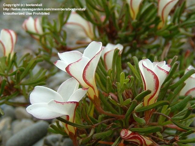 Name:  oxalis.jpg
Views: 1435
Size:  49.8 KB